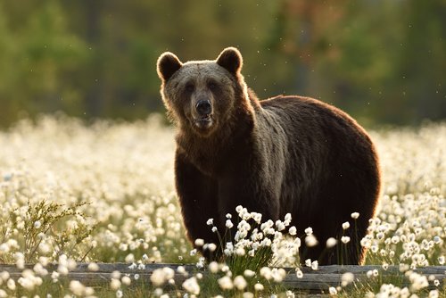 Monitoring von Bären - Braunbär