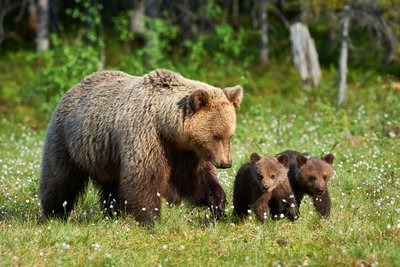 Bär und Jagd