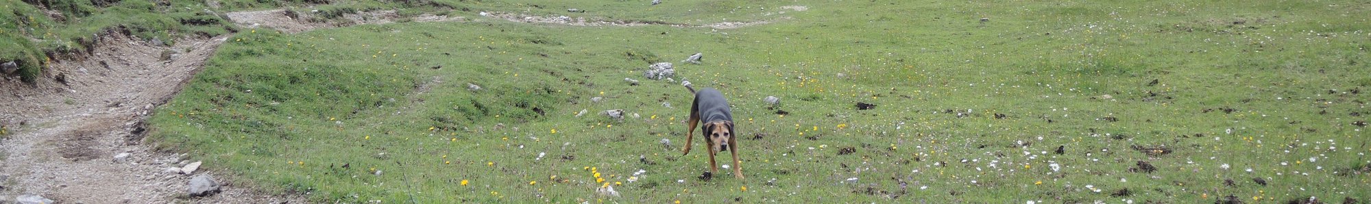 Jagd - Beutegreifer und Beutetiere