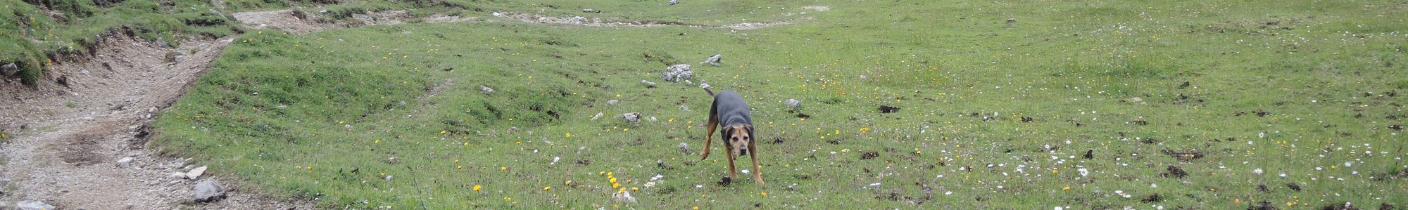 Jagd - Beutegreifer und Beutetiere