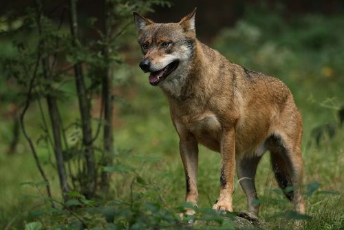 Wolf in Bayern – Jagd - Beutegreifer und Beutetiere