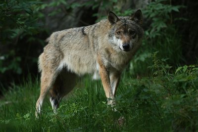 Beutegreifer Wolf
