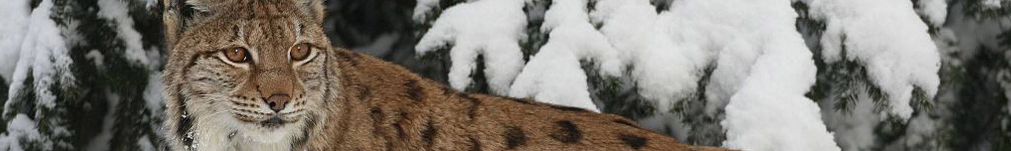 Header Kompaktwissen Bär, Wolf, Luchs