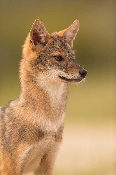 Goldschakal Nahaufnahme