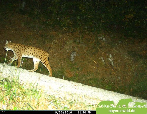 Monitoring von Luchsen – Luchs Alus