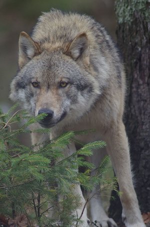 Wolf und Beutetiere