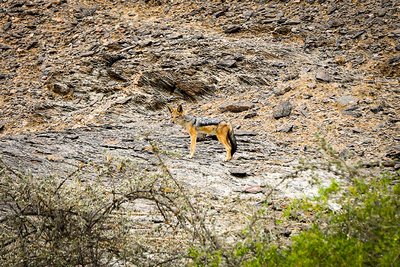 Schabrackenschakal im Norden Namibias