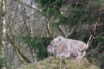 Luchse in Bayern