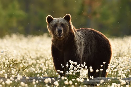 Monitoring von Bären - Braunbär