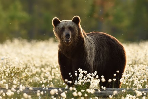Monitoring von Bären - Braunbär