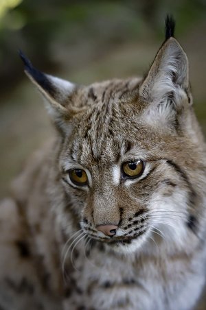 Luchs und Ökologie