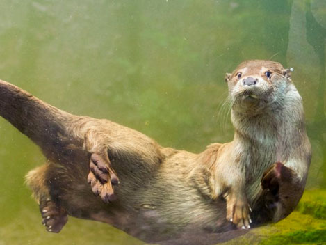 Fischotter Entnahme in Ostbayern