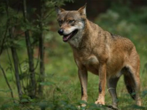 Der Wolf in Bayern – Schutzmaßnahmen nicht praktikabel