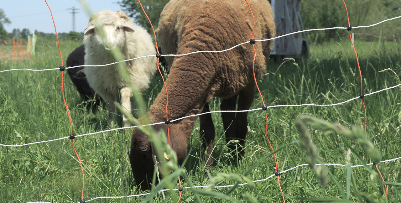 Beispielfoto Förderpreis Herdenschutz – Schutz von Herden