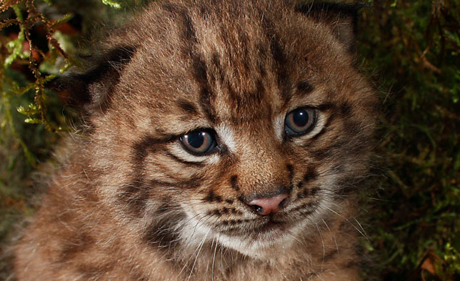 Luchs